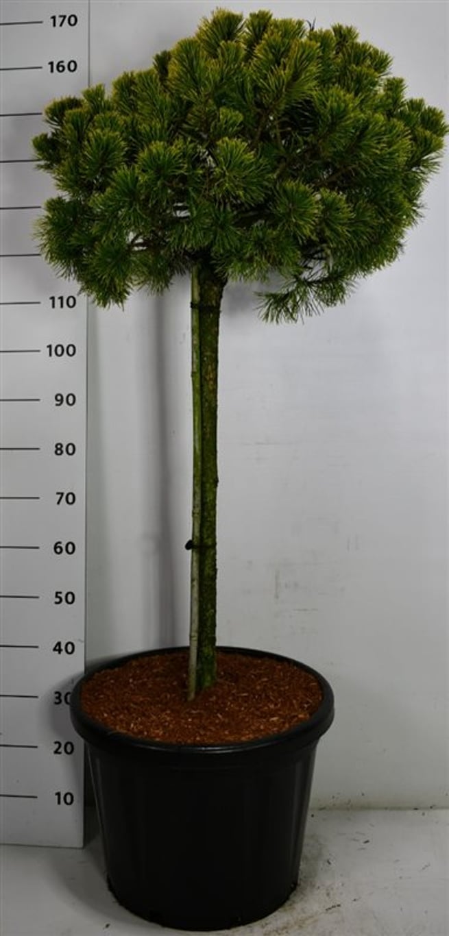 Pinus mugo 'Carsten' - 80 CM Stem C40